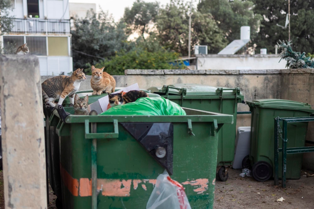 Junk Removal Services